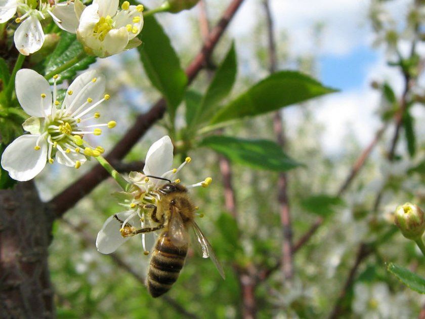 Бджола запилює цвітіння вишні
