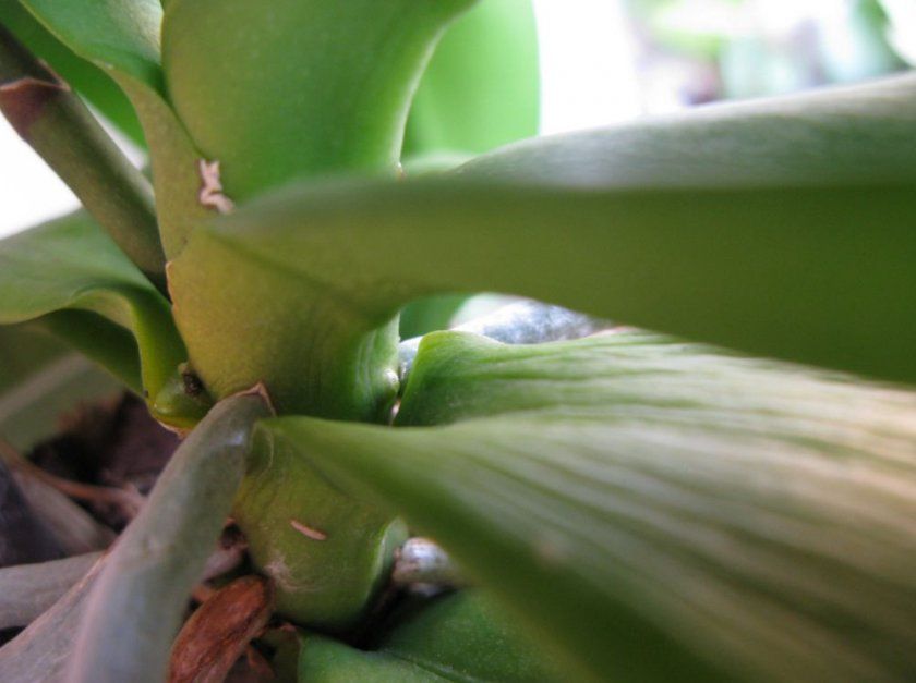 Квітконіс орхідеї
