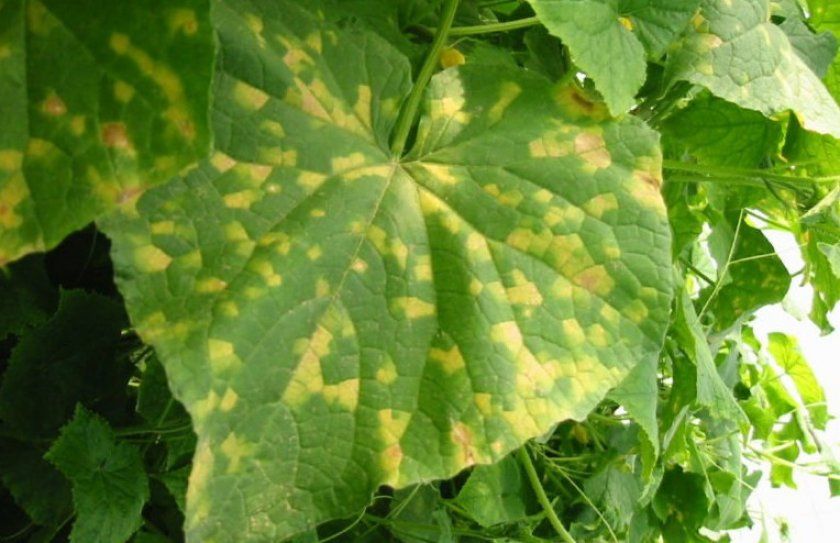 Жовті плями на листі