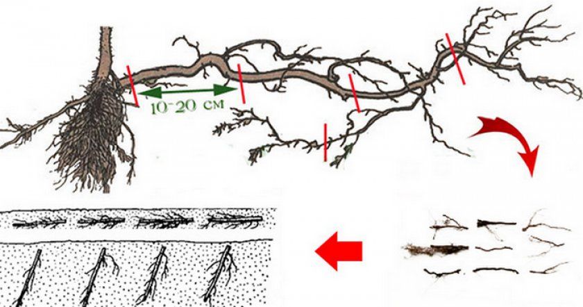 Розмноження малини кореневими живцями