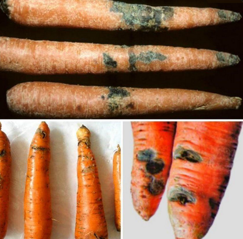 Фомоз (суха гниль) моркви