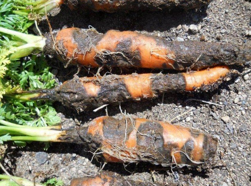 Різоктоніоз (повстяна гниль) на плодах моркви