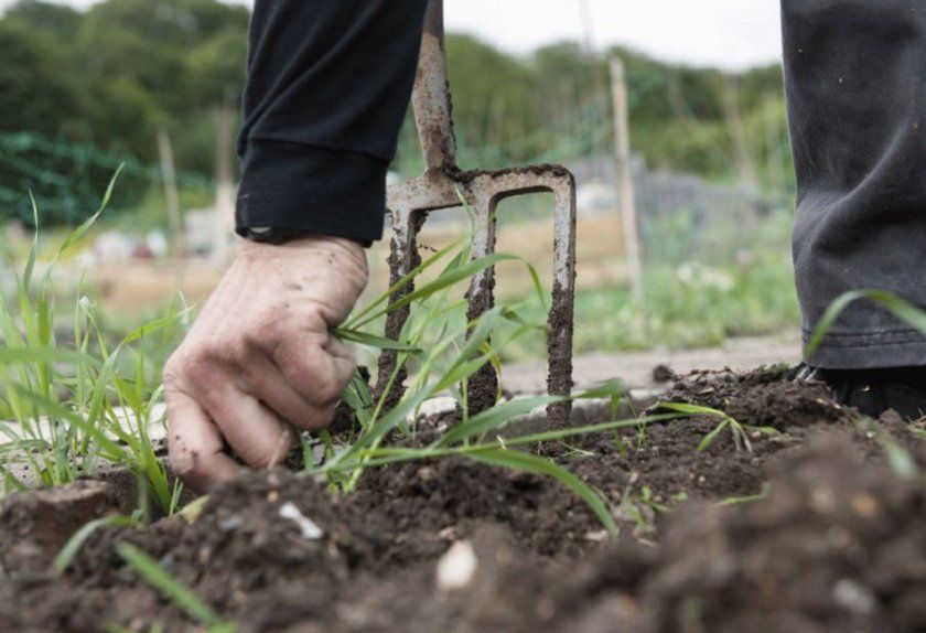 Підготовка ґрунту для посадки моркви