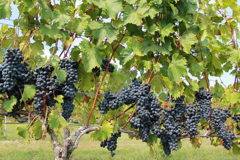 Для чого потрібно обробляти виноград навесні