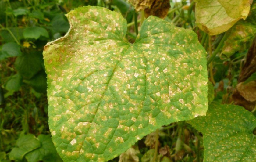 Прояв мозаїчної хвороби на листках огірків