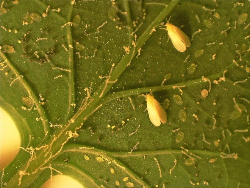 Белокрилка на листках огірків