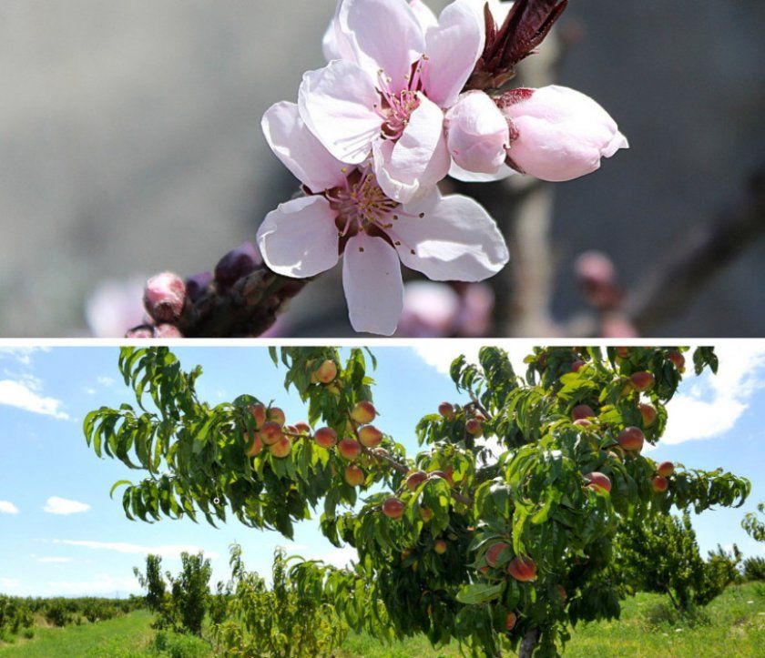 Опис дерева і цвітіння персика сорту Коллінз