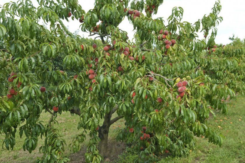 Дерево персика сорту Кремлівська