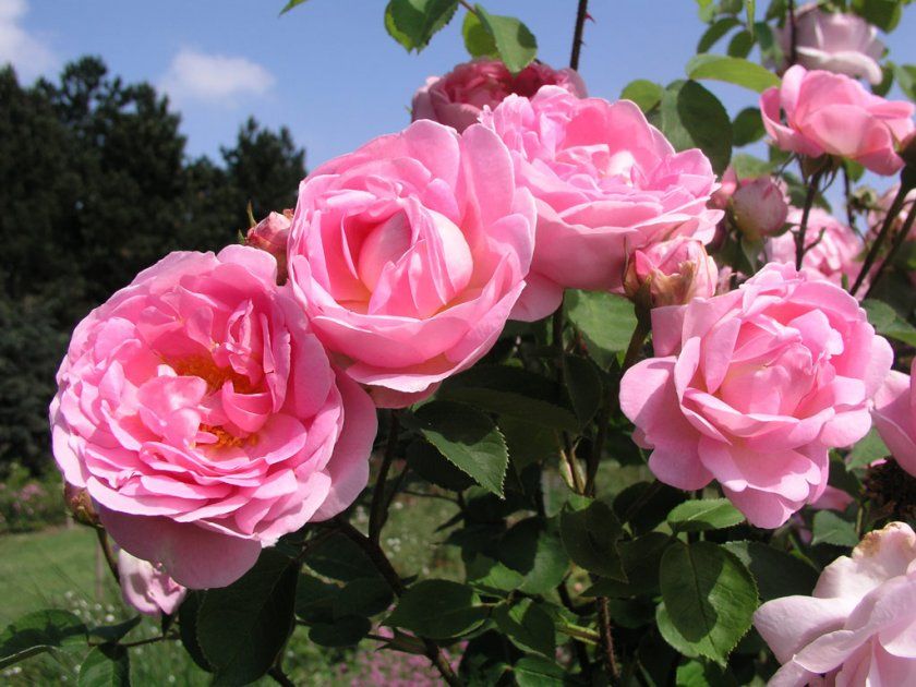 Умови для вирощування піоновидних троянд