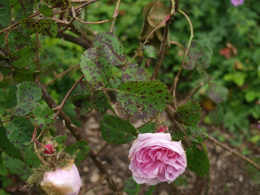 Труднощі вирощування піоновидних троянд