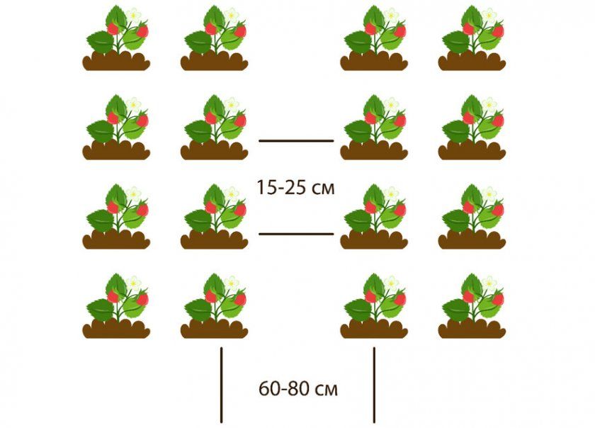 Схема посадки полуниці