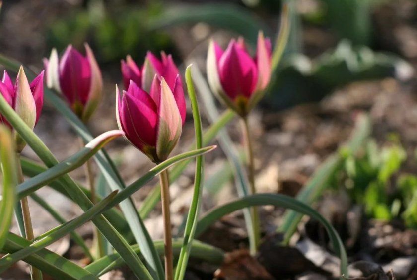 карликовий тюльпан