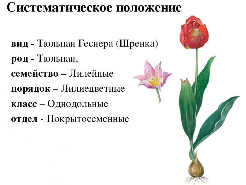 Систематичне положення тюльпана