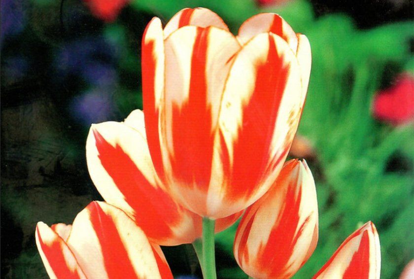 Великий тюльпан