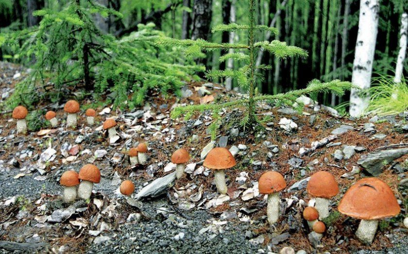 Поляна білих грибів в лісі