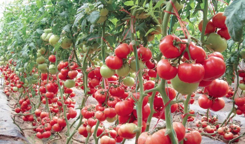 Урожай помідорів сорту «Жонглер»