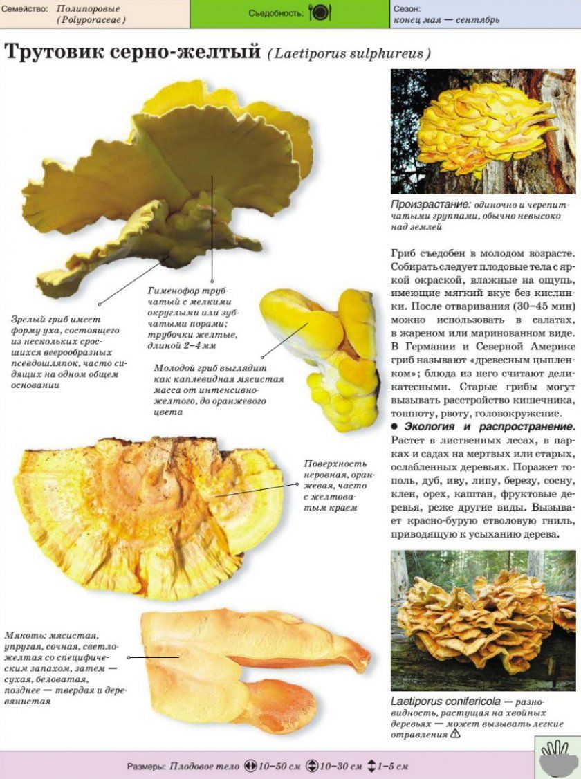 Характеристика гриба трутовика сірчано-жовтого