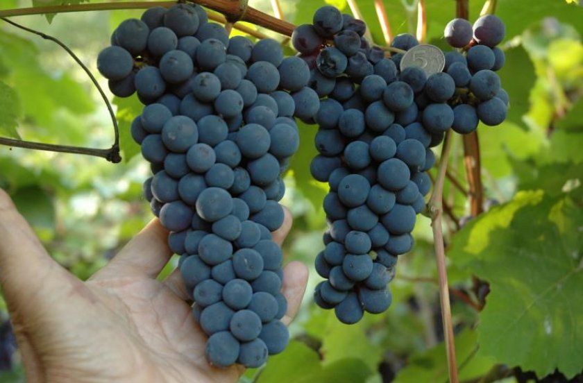 амурський виноград