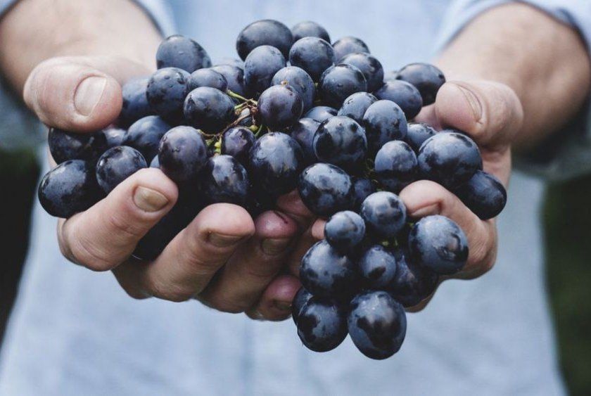 Ефективність лікування виноградом