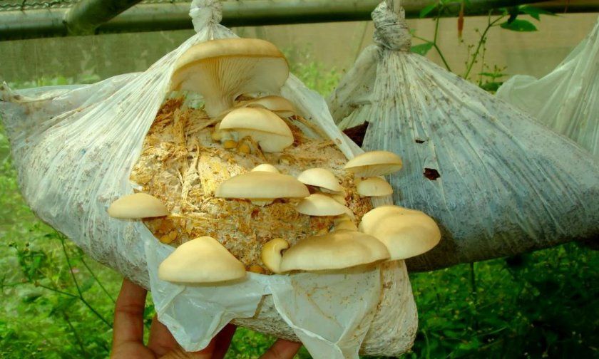 Догляд за грибами в домашніх умовах
