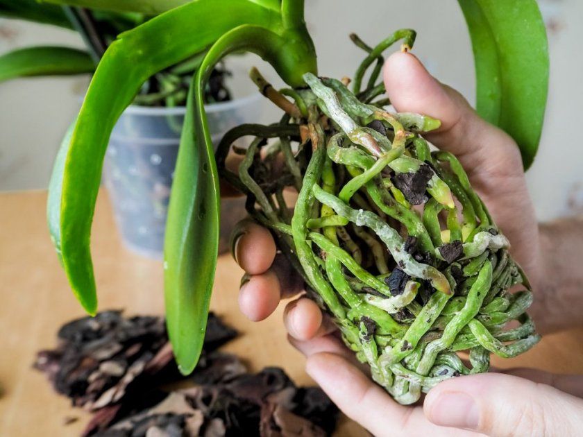 Якими повинні бути здорові коріння у орхідеї