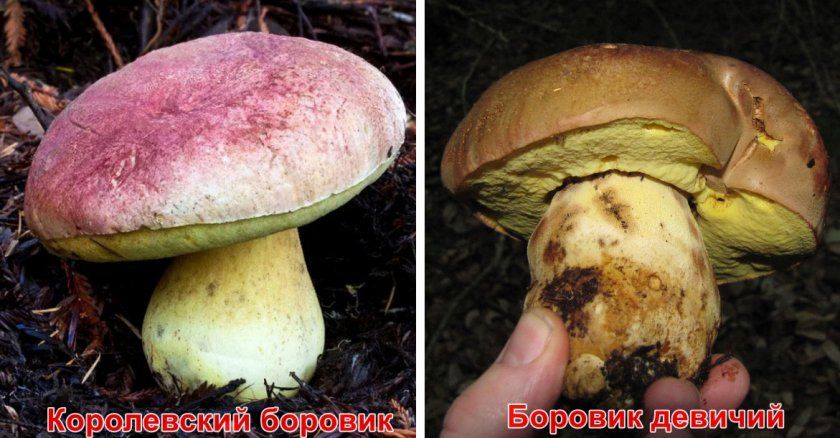 різновиди гриба