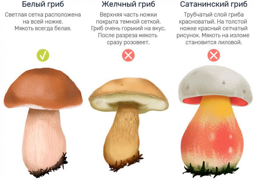 Отруйні двійники гриба