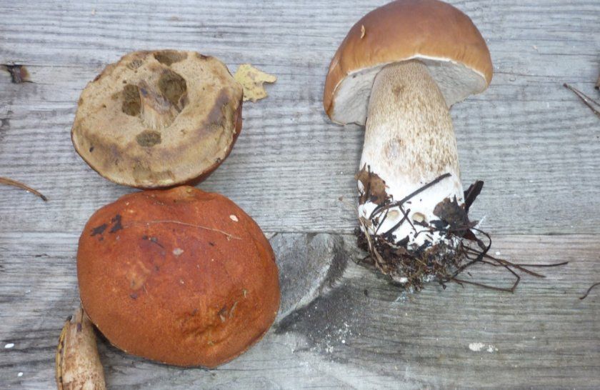 Вирощування грибів з капелюшків