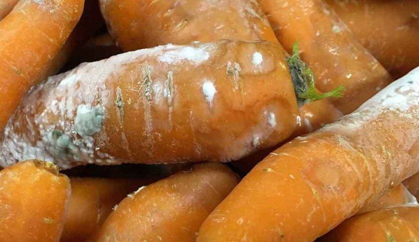 Біла гниль на моркви