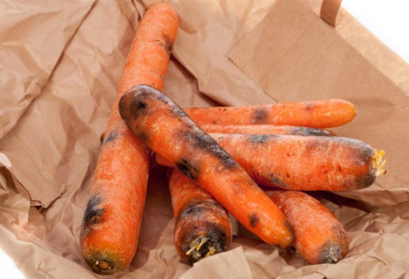Сіра гниль на моркви