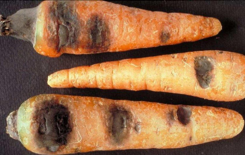 Чорна гниль на моркви
