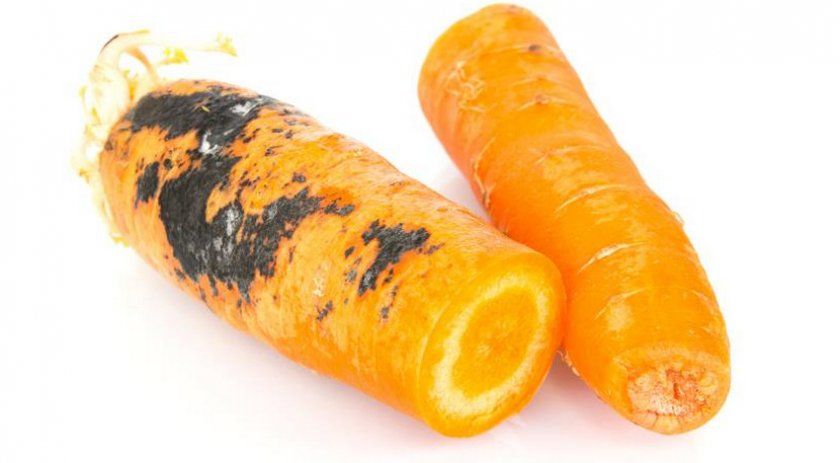 Парша на моркви
