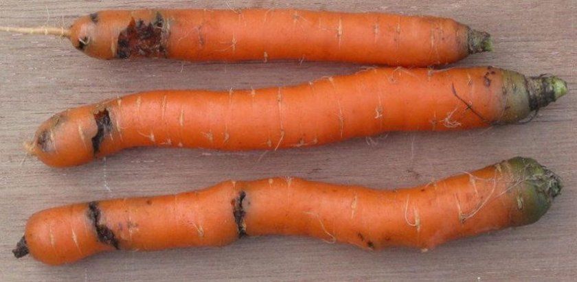 фомоз моркви