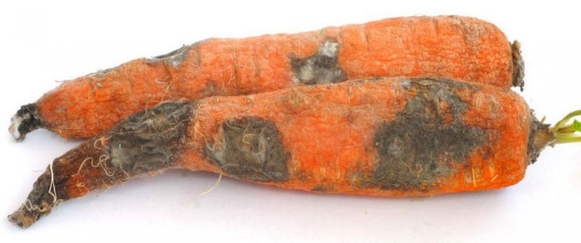 Фузаріозна гнив моркви