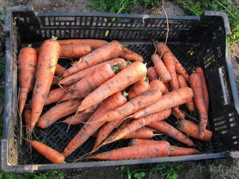 Зберігання моркви в ящиках із пластику