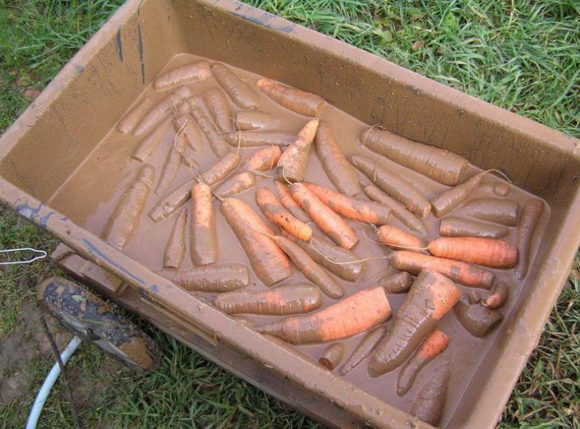 Морква в глині