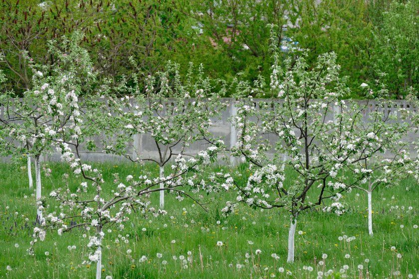 Квітучі молоді яблуні