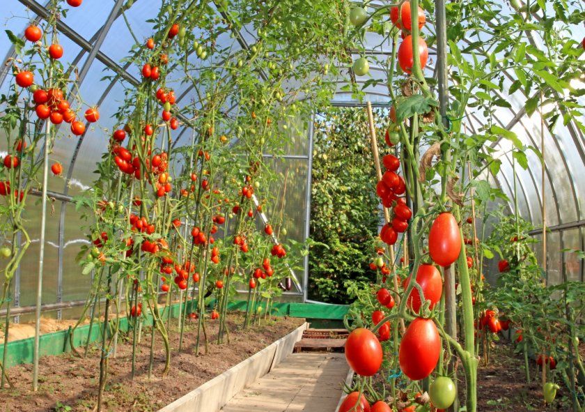 Площа посадки помідорів