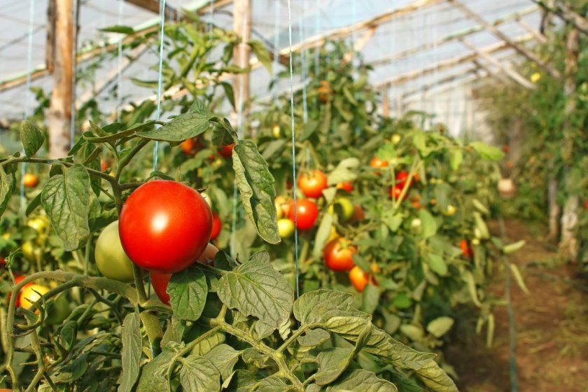 Підв'язка кущів томатів на вертикальну шпалеру