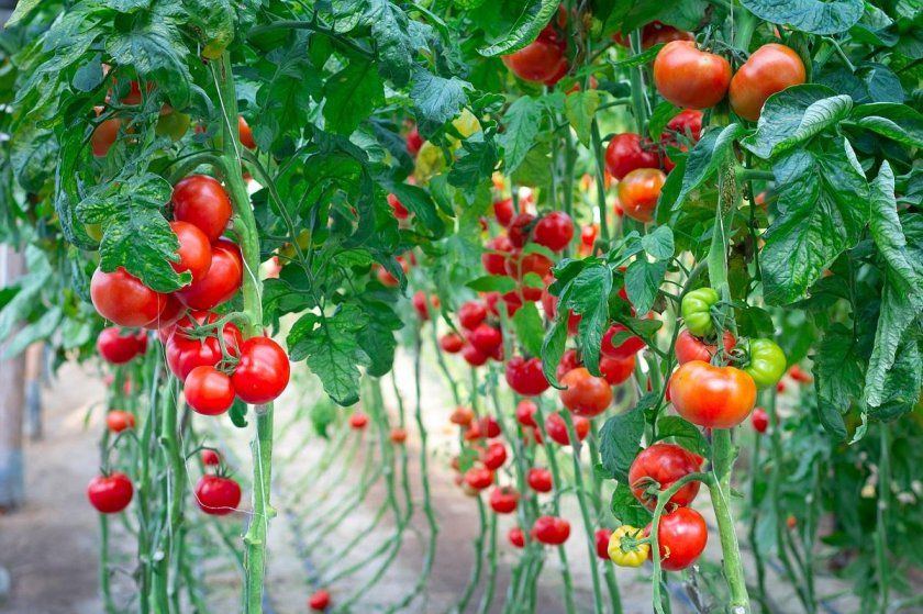 Вирощування помідорів в теплиці
