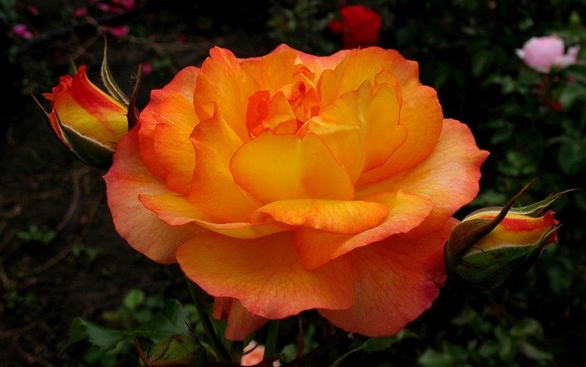 Роза Sahara