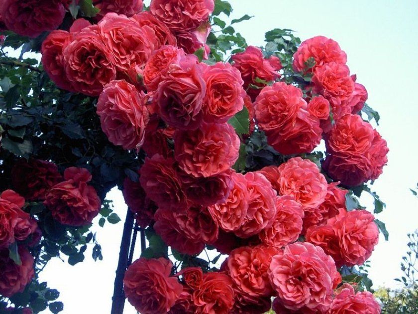 Троянди Rosarium Uetersen