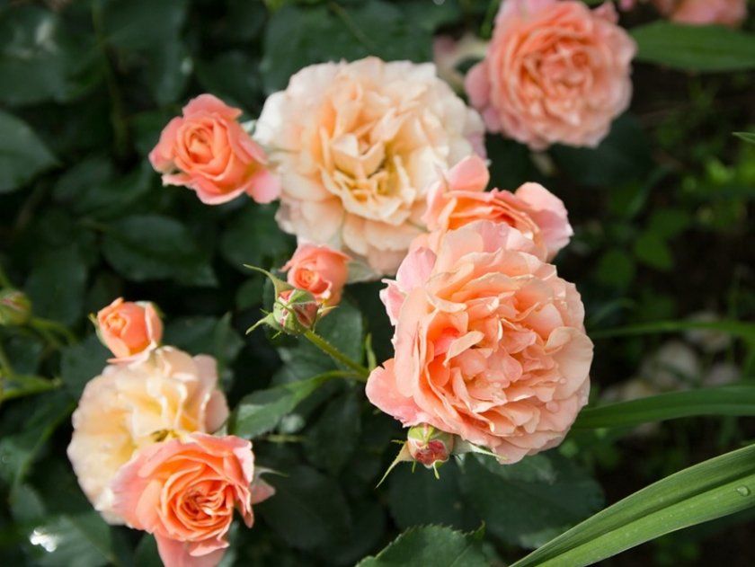 Троянди Bordure abricot