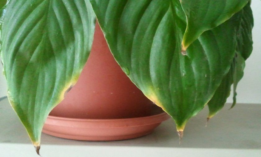 листя спатифиллума