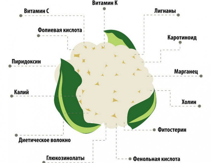 Корисні властивості цвітної капусти