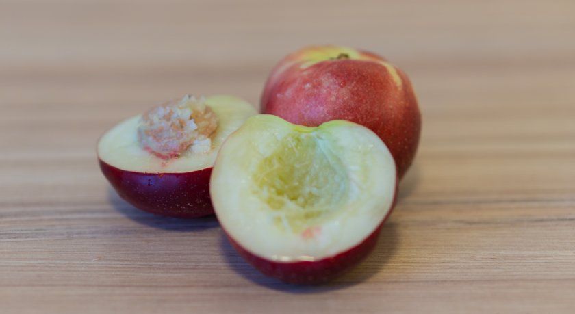 Гібрид персика і яблука