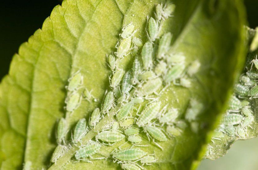 Попелиця на листках гортензії