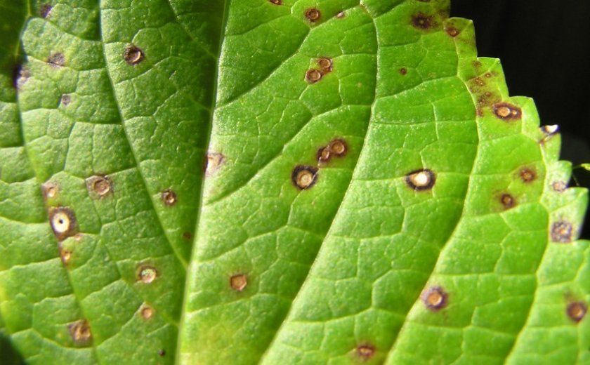 Плямистість листя гортензії