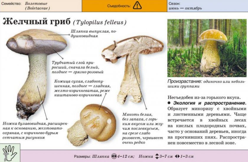 Характеристика жовчного гриба