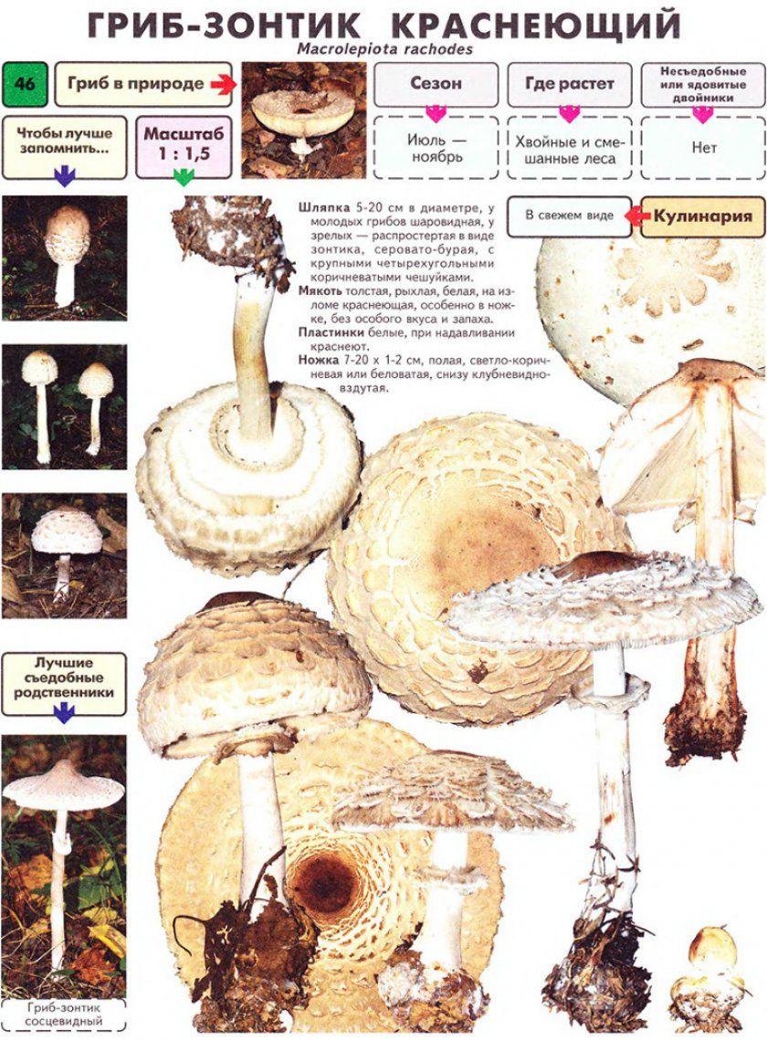 Характеристика гриба-парасольки